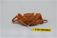 藏品(美麗斜紋蟹)的圖片